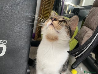 Domestic Shorthair cats Domestic shorthair kitten 4-5 month old - Advert 1