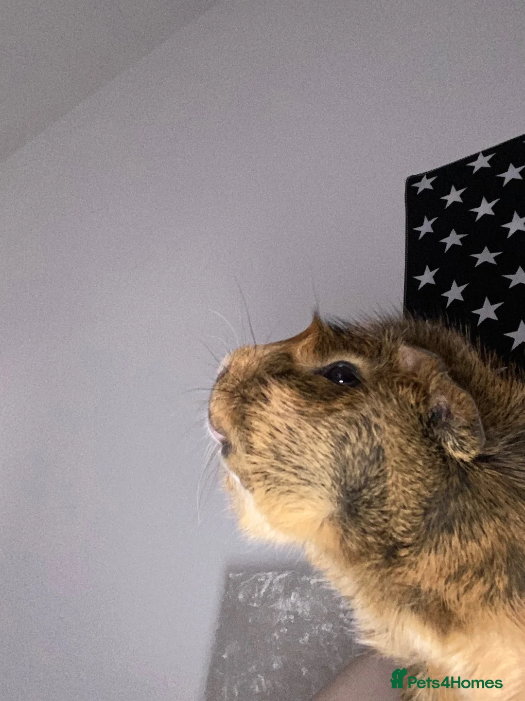 Guinea Pig rodents for sale: 2 male guinea pigs.  in Kenilworth - Advert 2