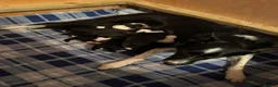 Border Collie dogs for sale: Border Collie Puppies - Advert 8