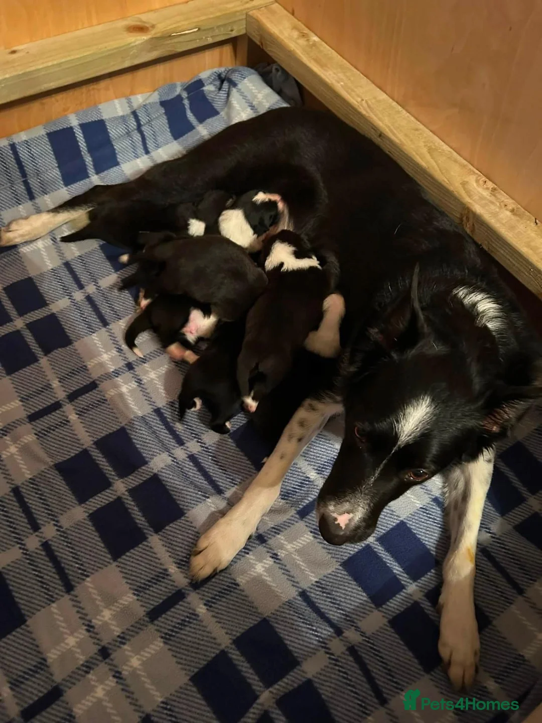 Border Collie dogs for sale: Border Collie Puppies - Advert 8