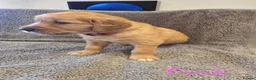 Golden Retriever dogs for sale: Puppies  - Advert 7