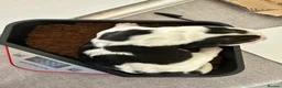 Beagle dogs for sale: Stunning KC registered litter by Campeach beagles. - Advert 17