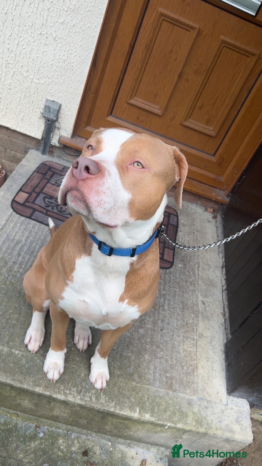 Mixed Breed dogs Simba (Staffy Boy) - Advert 18