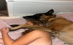 Belgian Shepherd Dog dogs for stud: KC, PURE Malinois Stud: Health Tested. Proven  in Rugby - Image 11