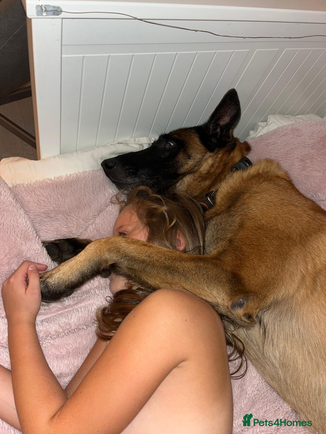 Belgian Shepherd Dog dogs for stud: KC, PURE Malinois Stud: Health Tested. Proven  in Rugby - Image 11
