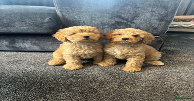 Mixed Breed dogs - Advert 8