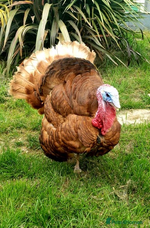 Turkeys poultry in York - Advert 7