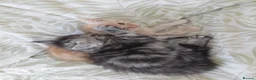 Mixed Breed cats for sale: Gorgeous Loving Kittens Looking for Forever Homes  in Slough - Advert 3