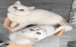 British Shorthair cats for sale: Stunning BSH golden/silver Kittens TICA - Image 2