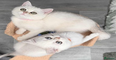British Shorthair cats - Advert 13