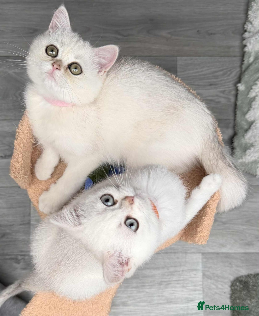 British Shorthair cats for sale: Stunning BSH golden/silver Kittens TICA - Image 2