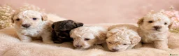Poochon dogs for sale: Cute Cream/white with brown noses poochon puppies - Advert 1
