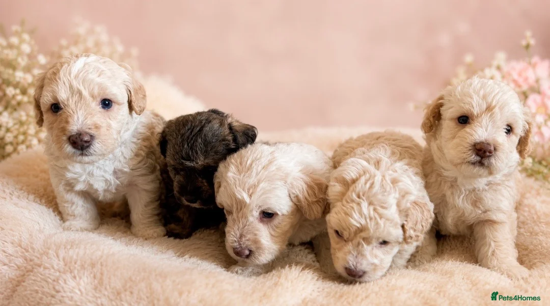 Poochon dogs for sale: Cute Cream/white with brown noses poochon puppies - Advert 1