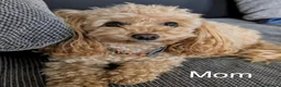 Toy Poodle dogs for sale: 5 star Tiny Toy Poodles puppies 🐶 raised with ❣️ - Advert 13