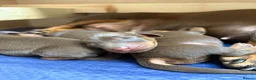 Miniature Dachshund dogs for sale: KC Registered Miniature Dachshund Puppies - Advert 8