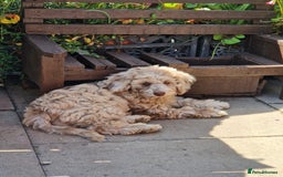 Cockapoo dogs for sale: Cockerpoo girl 11weeks old  - Image 5