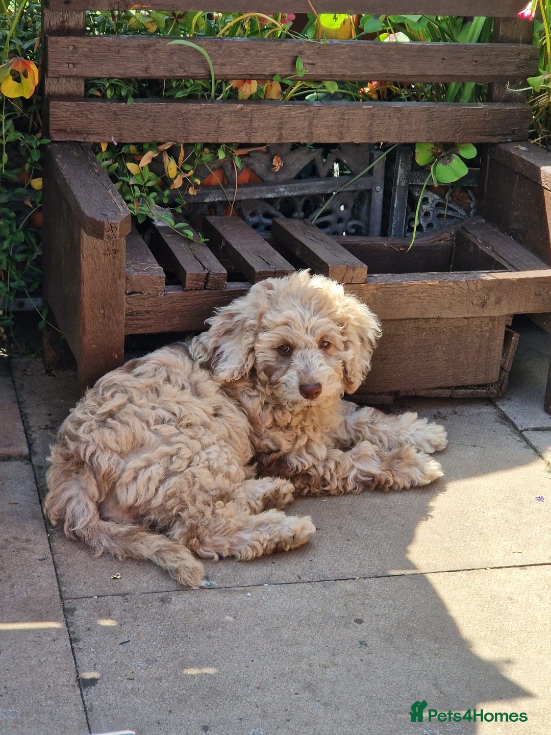 Cockapoo dogs for sale: Cockerpoo girl 11weeks old  - Image 5