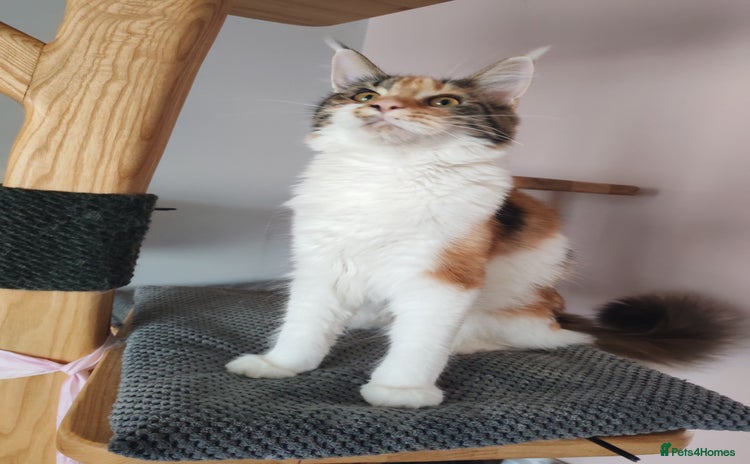 Maine Coon cats - Advert 12