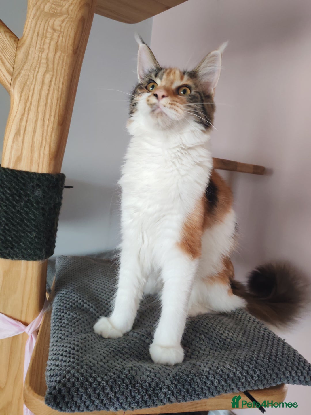 Maine Coon cats for sale: Last female  - Image 1