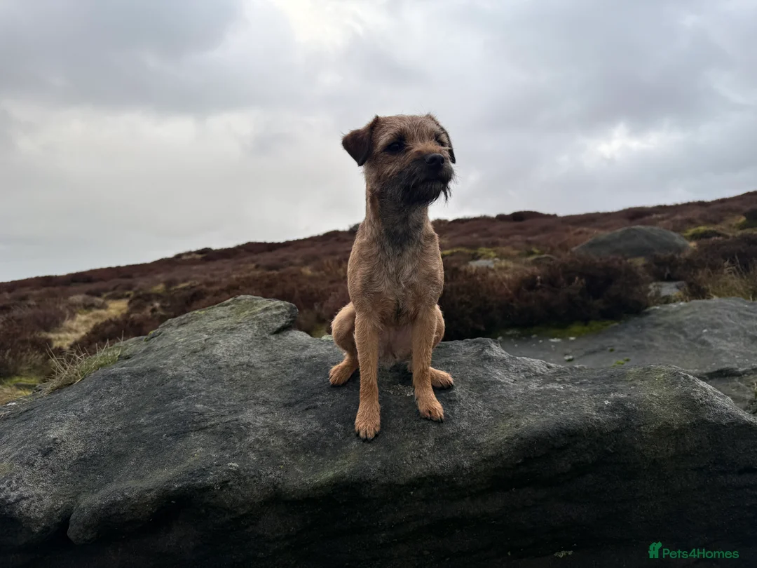 Border Terrier dogs for sale: Border terrier bitch, adult - Advert 1