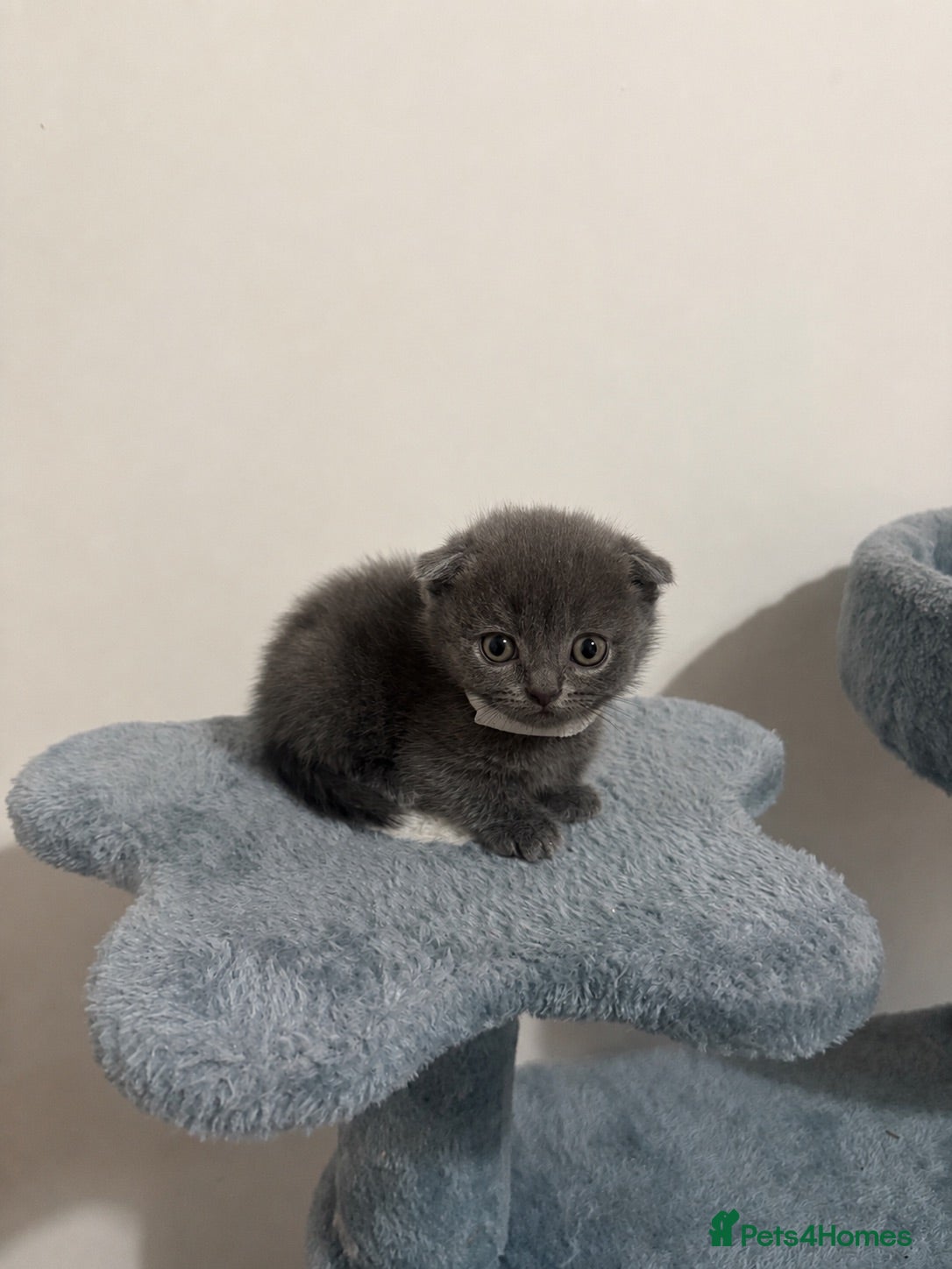 British Shorthair cats Gorgeous Rare BSH Scottish Fold & Straight Kittens - Advert 9