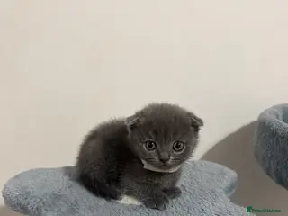 British Shorthair cats Gorgeous Rare BSH Scottish Fold & Straight Kittens - Advert 9