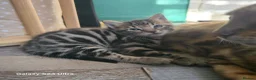 Mixed Breed cats for sale: Adorable Bengal x Shorthair Kittens  - Advert 9
