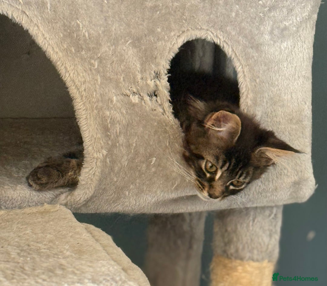 Maine Coon cats for sale: Three lovely Maine Coon babies - Advert 7