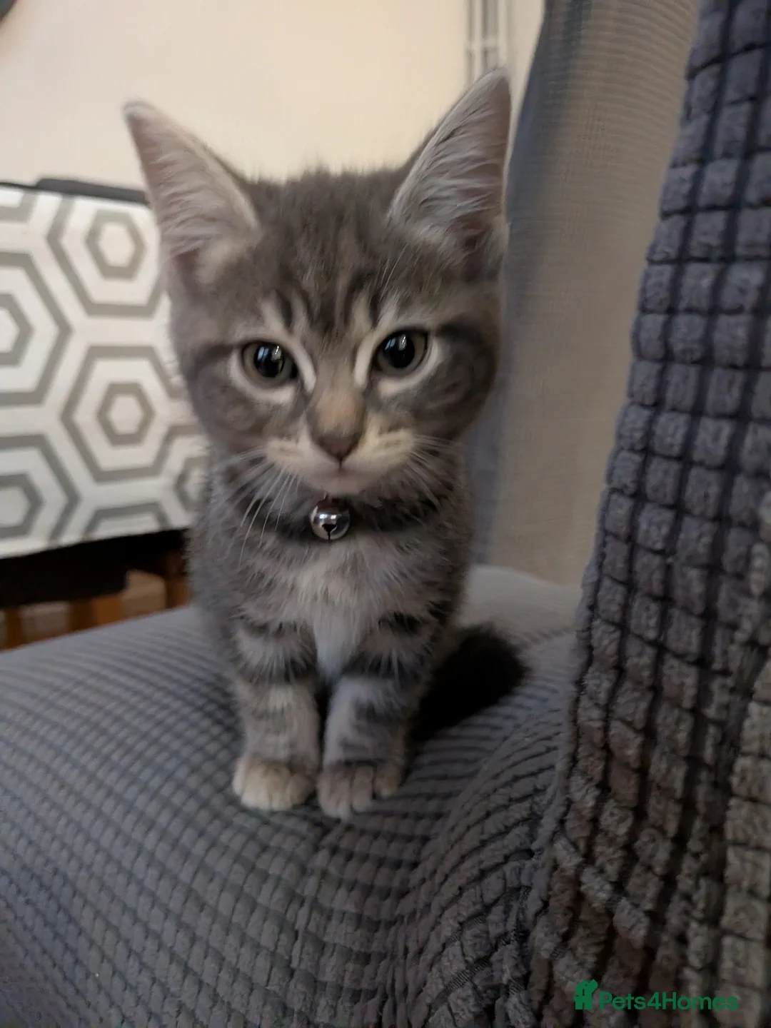 Mixed Breed cats for sale: Mrs taylor - Advert 2