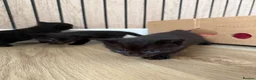 Mixed Breed cats for sale: Male kittens in Yeovil - Advert 10
