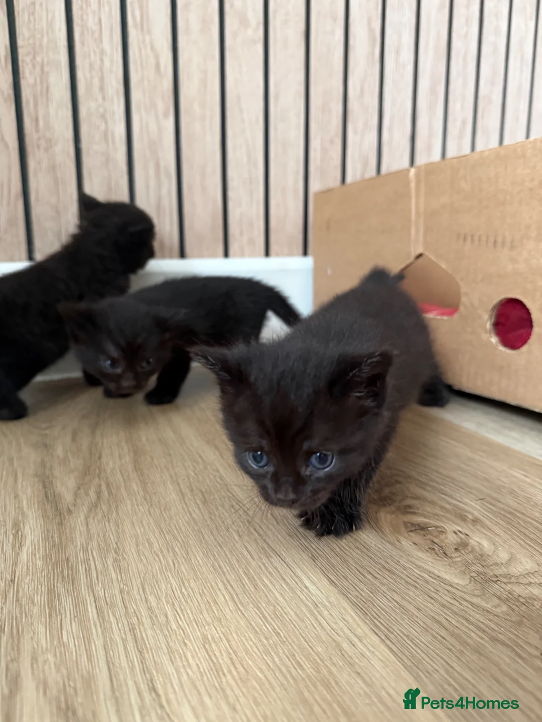 Mixed Breed cats for sale: Male kittens in Yeovil - Advert 10