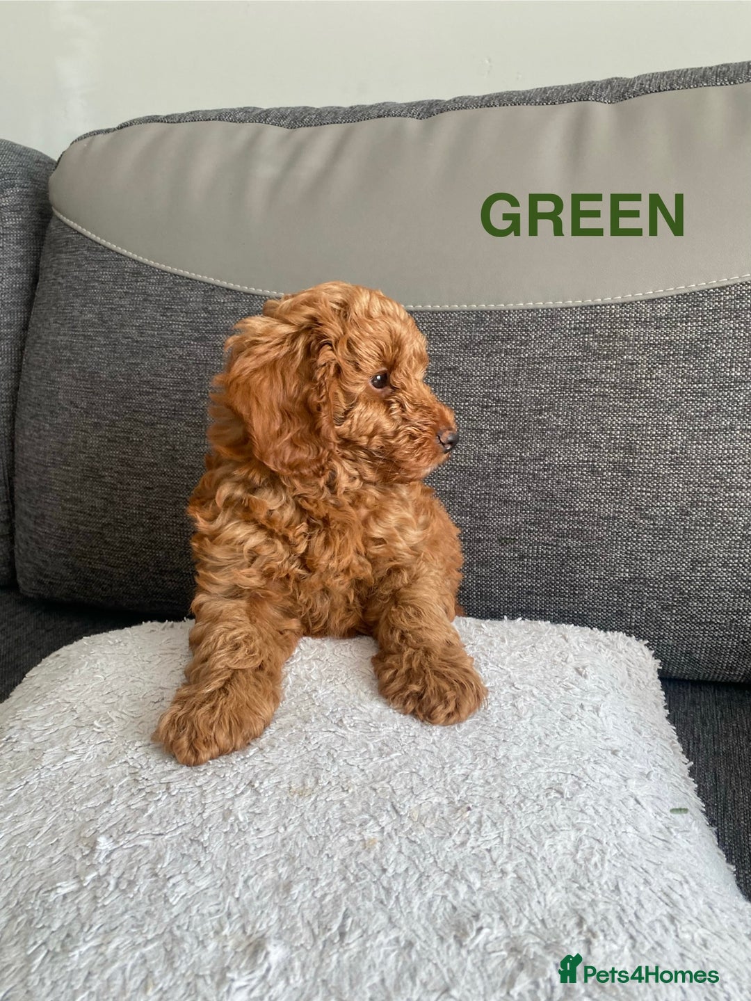Cockapoo dogs for sale: Beautiful cockpoo boys for sale!! - Image 11