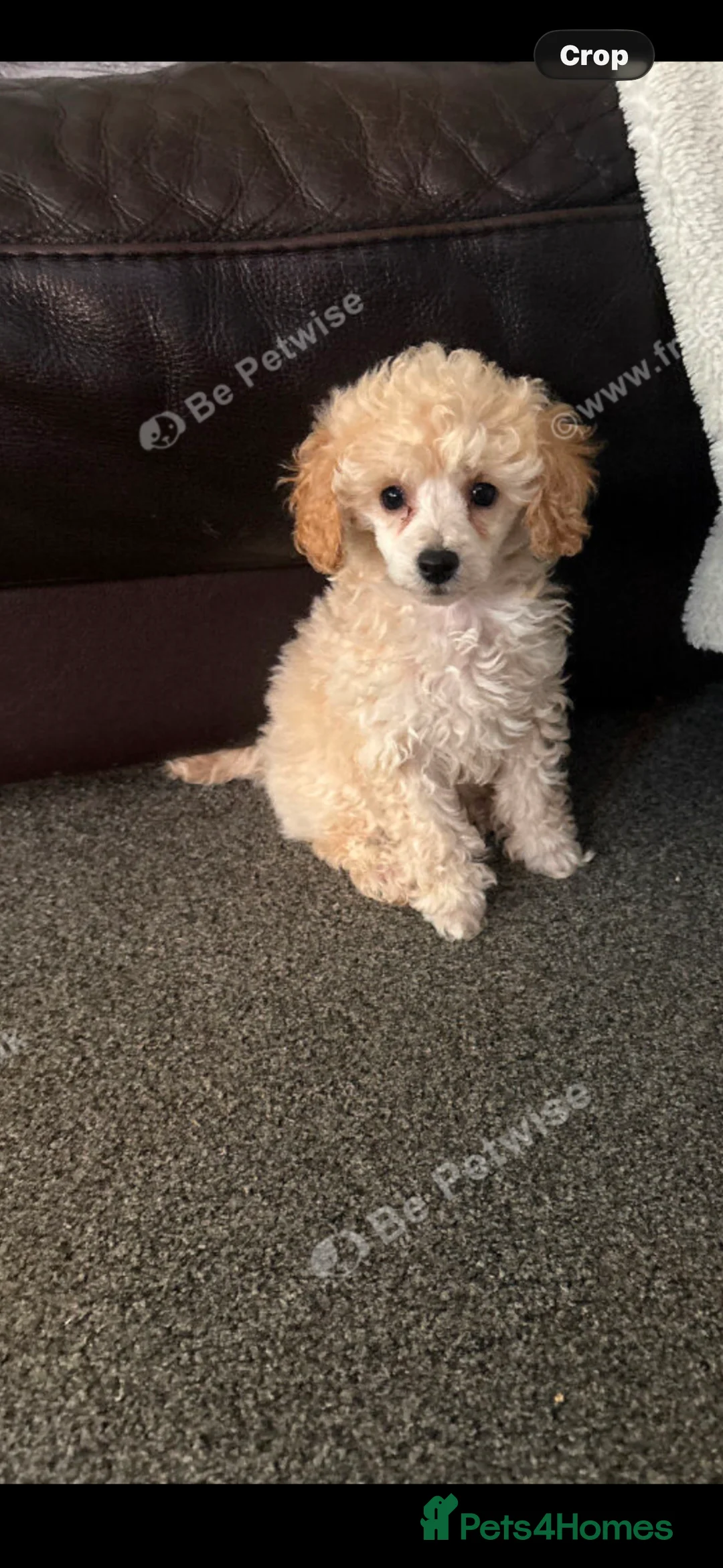 Toy Poodle dogs for sale: Stunning tiny toy poodle  - Advert 3