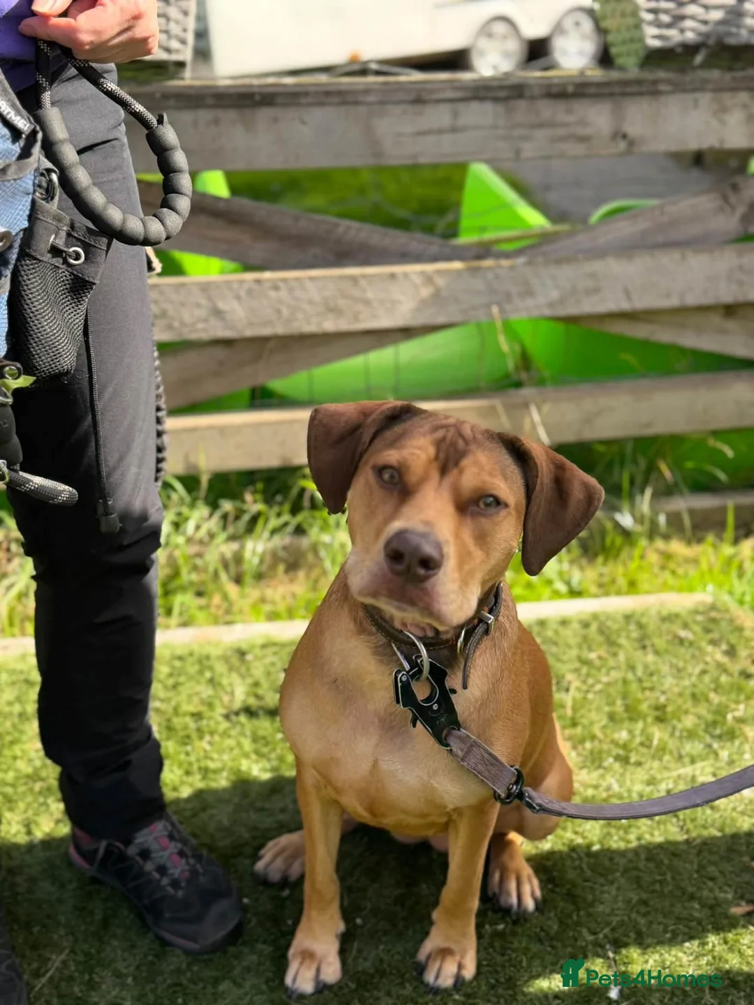 Staffordshire Bull Terrier dogs for adoption: Mascara - Advert 2