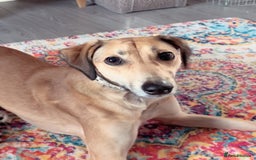 Mixed Breed dogs for sale: Beautiful saluki x greyhound for adoption - Image 28