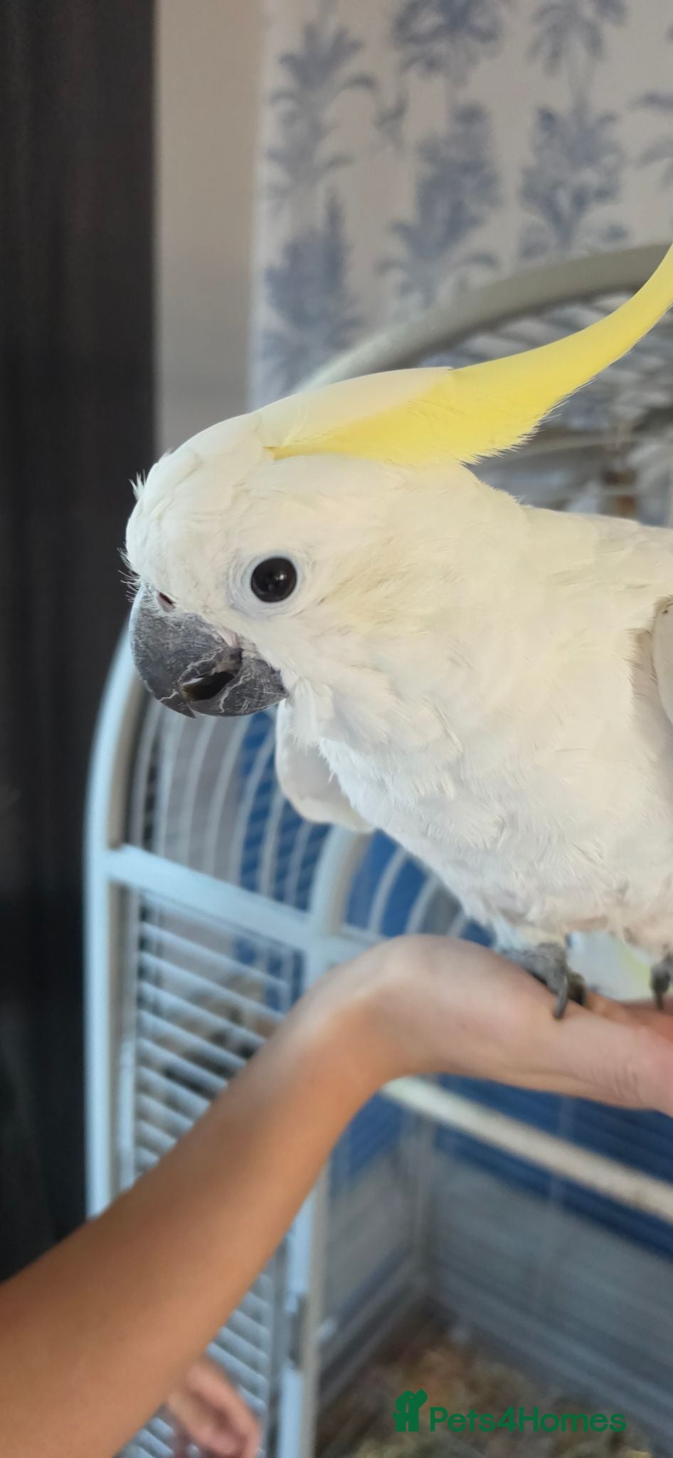 Cockatoo birds Sulphur crested cockatoo - Advert 13