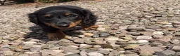Dachshund dogs for sale: Long hair dachshunds  - Advert 16