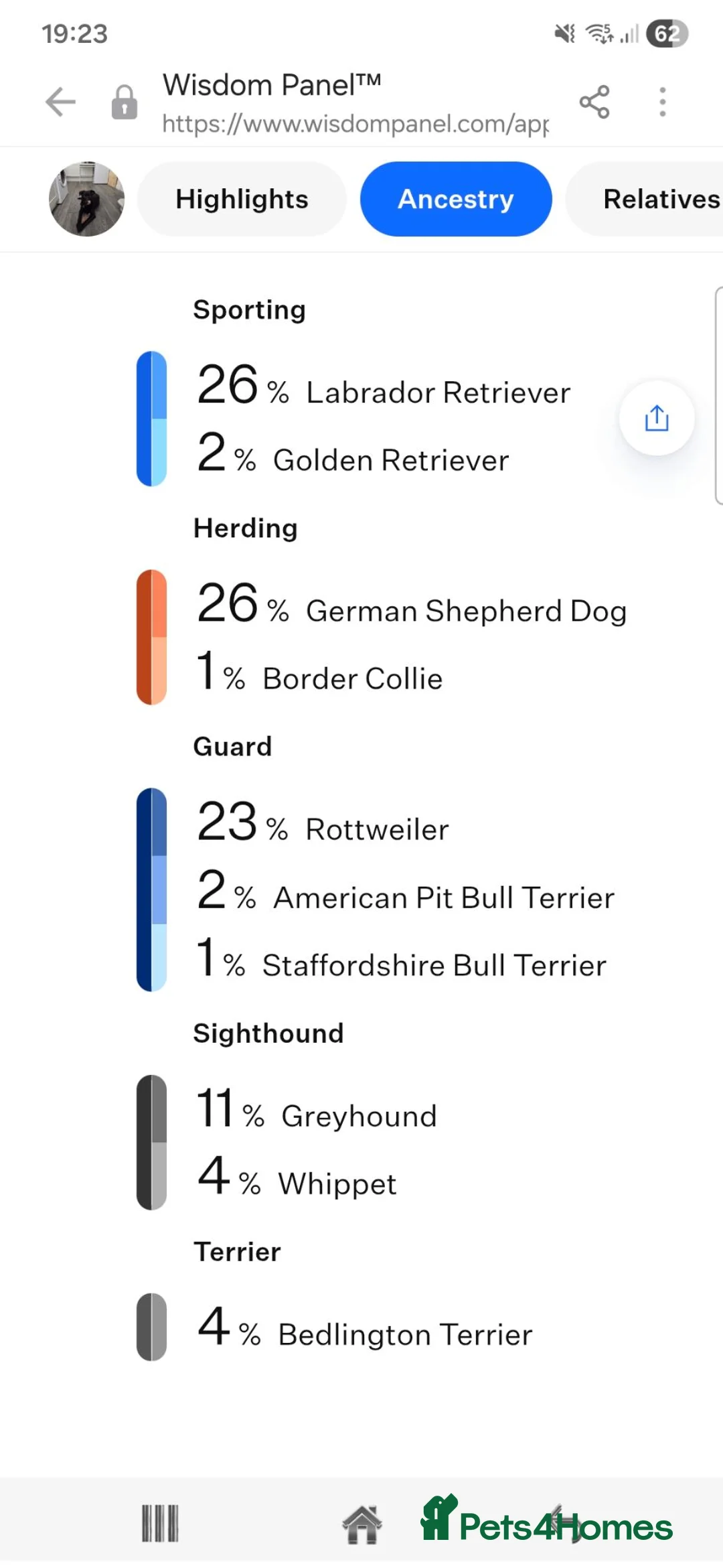 Mixed Breed dogs for sale: Miles, 10 month old labrador/German Shepherd mix  - Advert 2