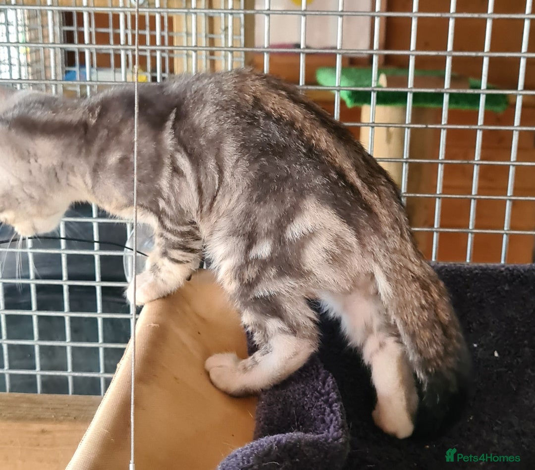 Bengal cats for sale: Female and male Bengal kittens - Advert 18