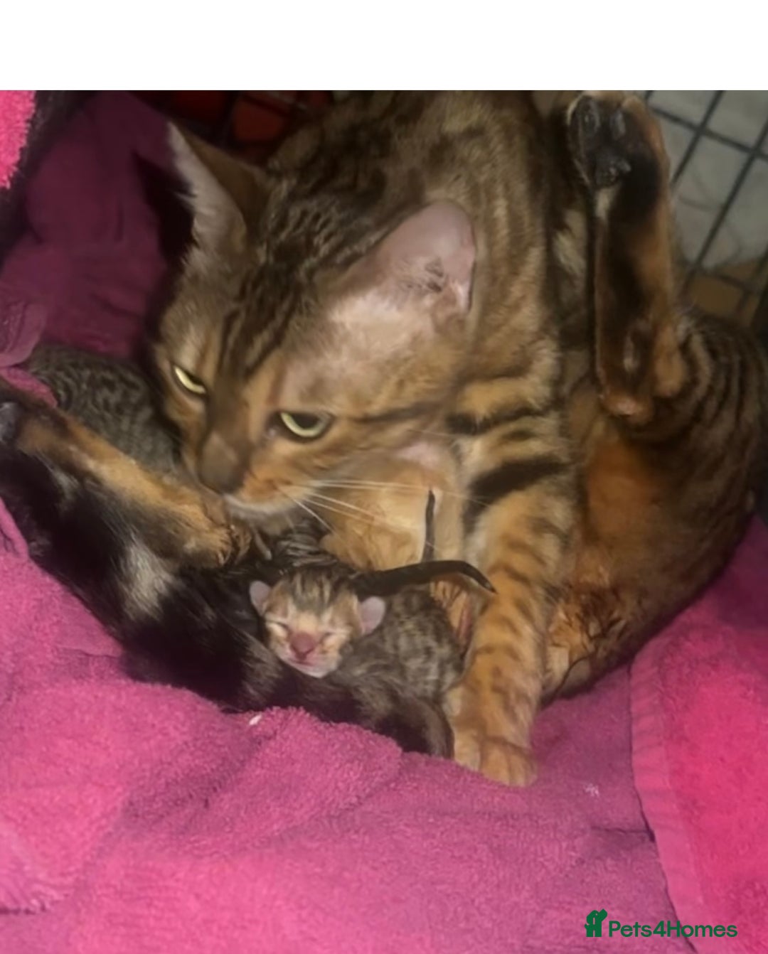Bengal cats for sale: Stunning bengal x bsh kittens  - Image 3