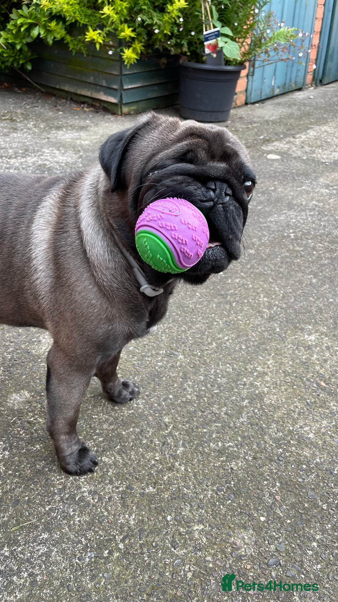 Pug dogs for sale: Platinum Adult Male Pug - Advert 8