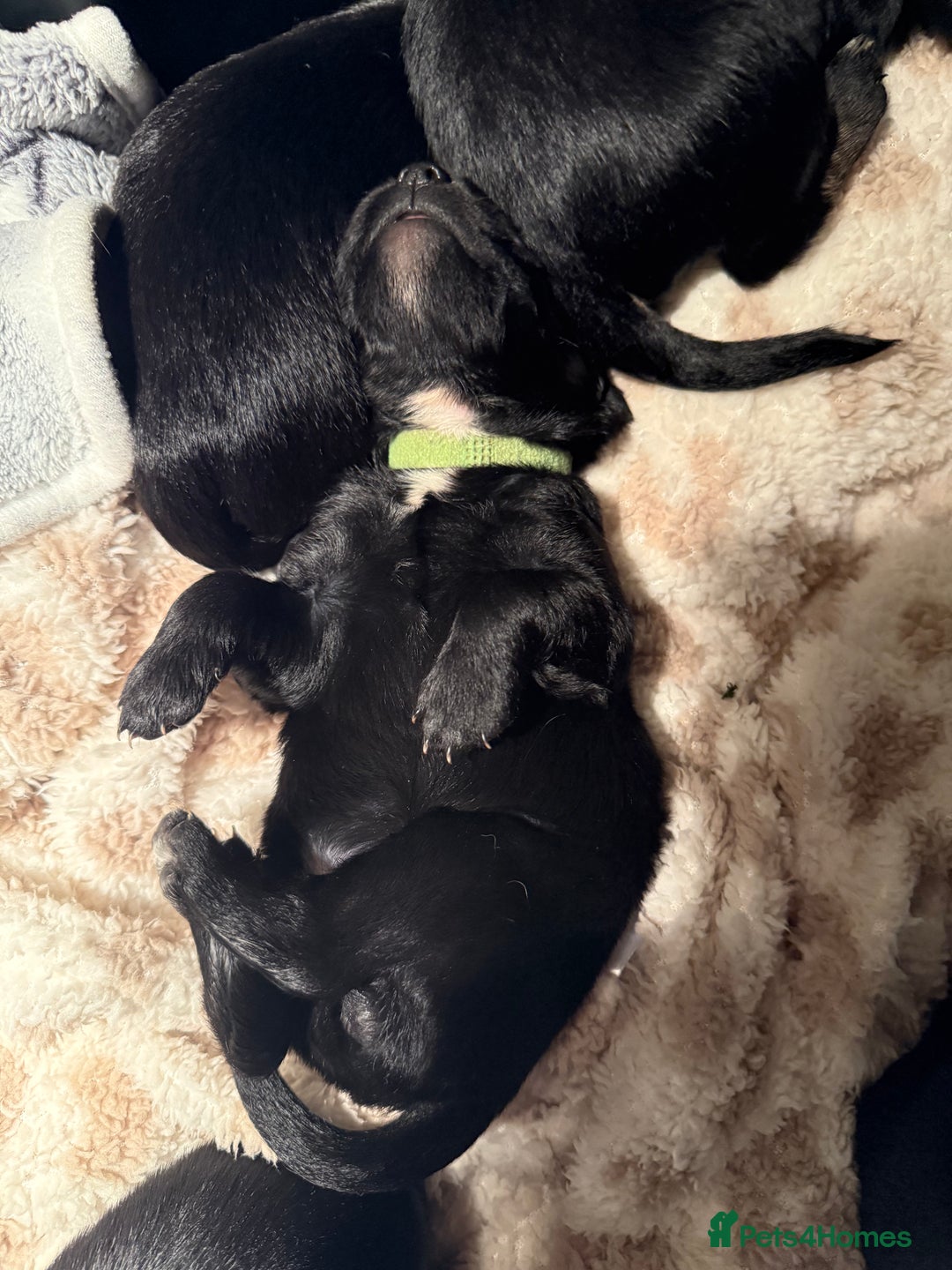 Mixed Breed dogs for sale: One off litter of Spangold Retrievers  - Advert 8