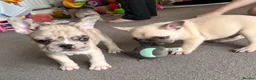 French Bulldog dogs for sale: 4 male French bulldogs  - Advert 14