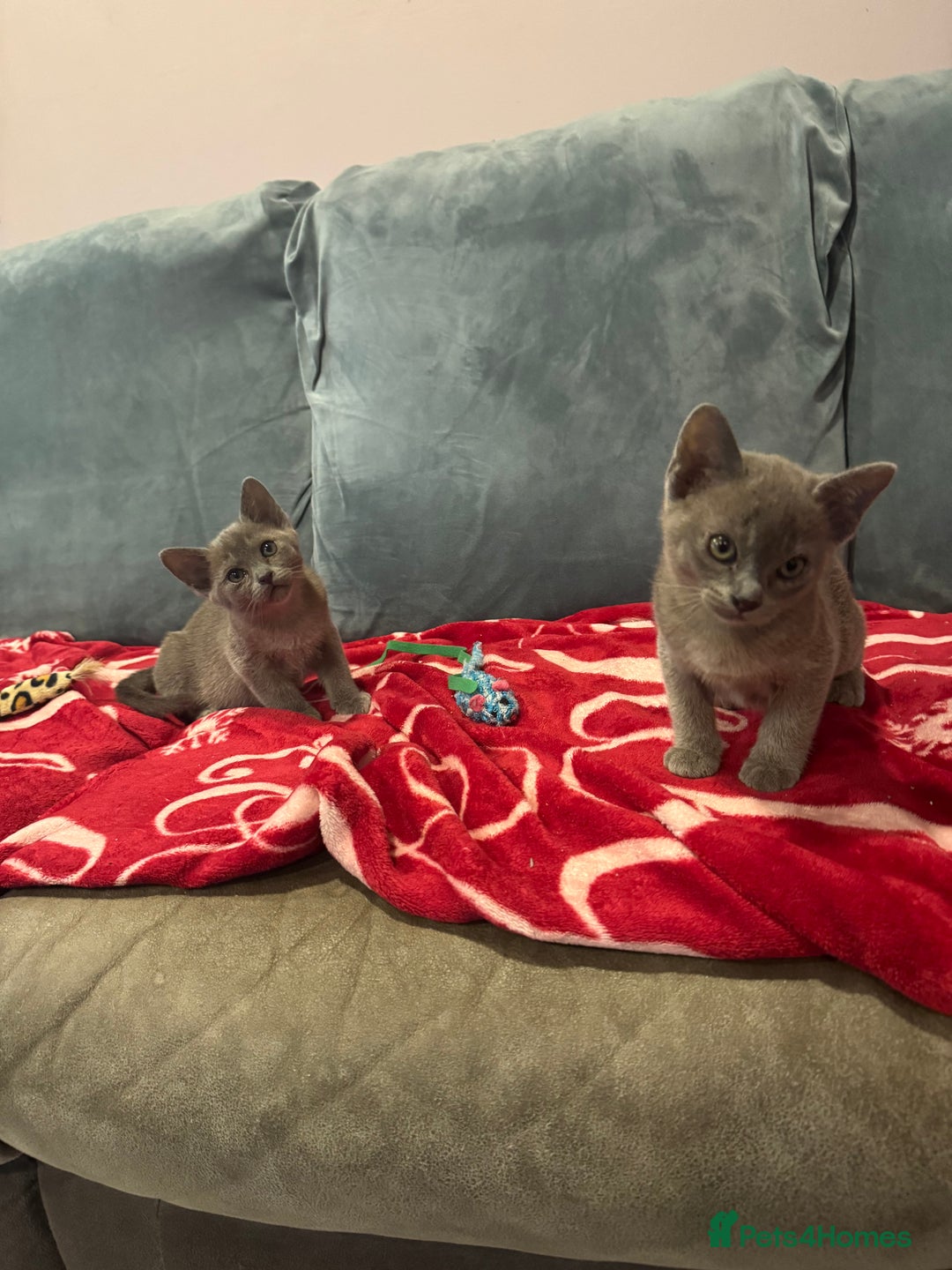 Burmese cats for sale: Burmese kittens  - Advert 3
