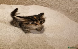 Norwegian Forest Cat cats for sale: Norwegian Forest kittens for sale - Image 10