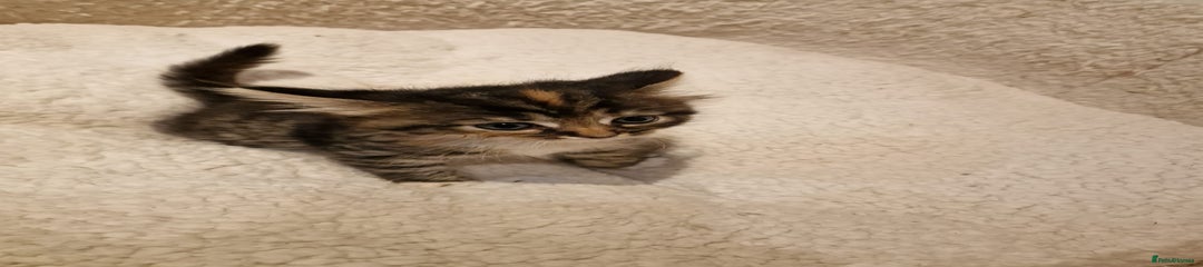 Norwegian Forest Cat Kitten 3