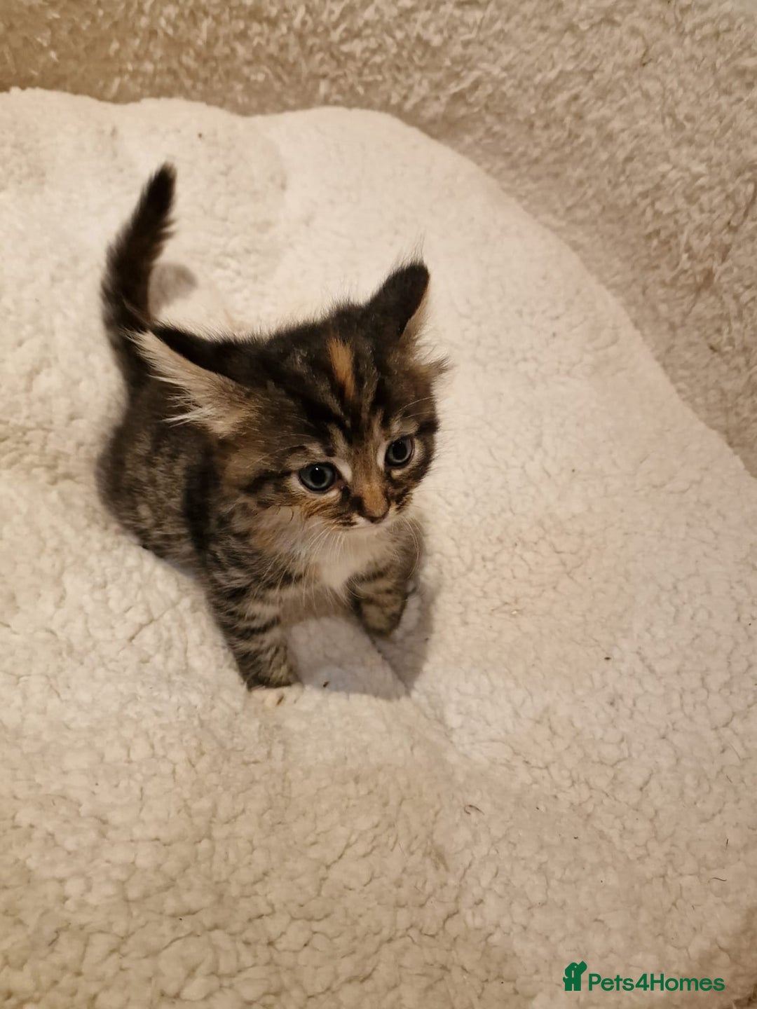 Norwegian Forest Cat cats for sale: Norwegian Forest kittens for sale - Image 10