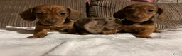 Miniature Dachshund dogs for sale: Miniature dachshund puppies  - Advert 3