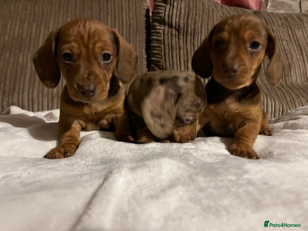 Miniature Dachshund dogs for sale: Miniature dachshund puppies  - Advert 3