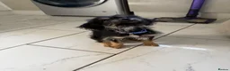 Mixed Breed dogs for sale: 2 Female Puppies - Advert 5